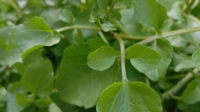 no brand sayur selada air hidroponik free pestisida full01