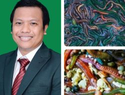 Rahasia Bau Nyale yang Tak Banyak Diketahui: Kaitannya dengan Pendidikan