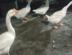 Dosen PGD Sukses Beternak Angsa, Jadi Inspirasi Mahasiswa dan Warga Sekitar, Begini Perjalanan nya!