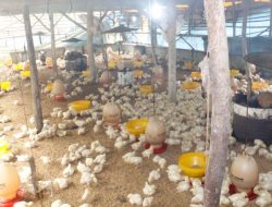 Siswa SD di Lombok Ciptakan Alat Pendingin Kandang Ayam dari Barang Bekas
