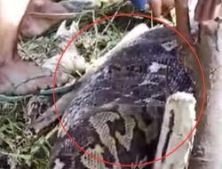 Mengerikan! Nenek Hasiah Ditelan Hidup-hidup oleh Piton 6 Meter
