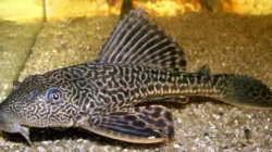 Ikan Sapu-Sapu Berasal dari Mana? Ini Fakta yang Jarang Diketahui