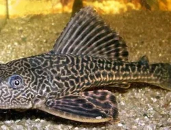 Ikan Sapu-Sapu Berasal dari Mana? Ini Fakta yang Jarang Diketahui
