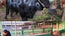 “Wamensesneg Sebut Kurban Presiden Pakai APBN Rp100 M, Sasaka NTB Langsung Bereaksi”