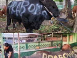 TGB Jawab Polemik Sapi Kurban Rp100 Miliar dari APBN:
